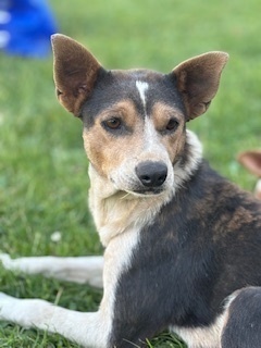 Jewels, an adoptable Mixed Breed in Page, AZ, 86040 | Photo Image 1