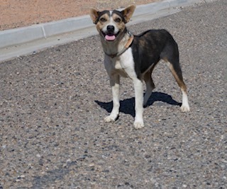 Jewels, an adoptable Mixed Breed in Page, AZ, 86040 | Photo Image 2