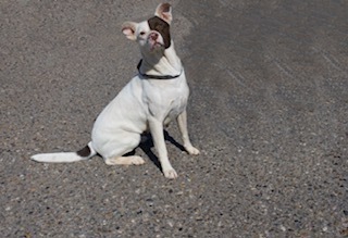 Penelope, an adoptable Pit Bull Terrier in Page, AZ, 86040 | Photo Image 1