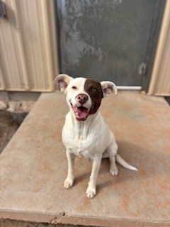 Penelope, an adoptable Pit Bull Terrier in Page, AZ, 86040 | Photo Image 2