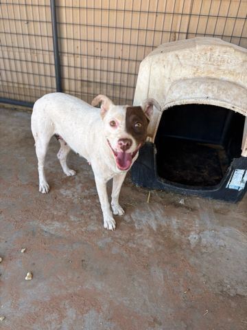 Penelope, an adoptable Pit Bull Terrier in Page, AZ, 86040 | Photo Image 3