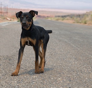 Spruce, an adoptable Rottweiler, Doberman Pinscher in Page, AZ, 86040 | Photo Image 1