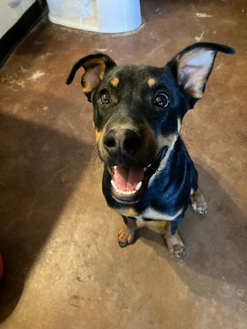 Spruce, an adoptable Rottweiler, Doberman Pinscher in Page, AZ, 86040 | Photo Image 2