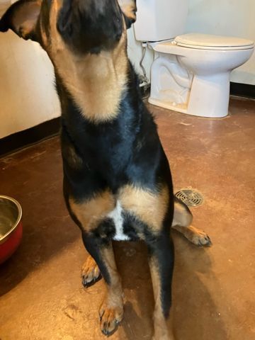 Spruce, an adoptable Rottweiler, Doberman Pinscher in Page, AZ, 86040 | Photo Image 3