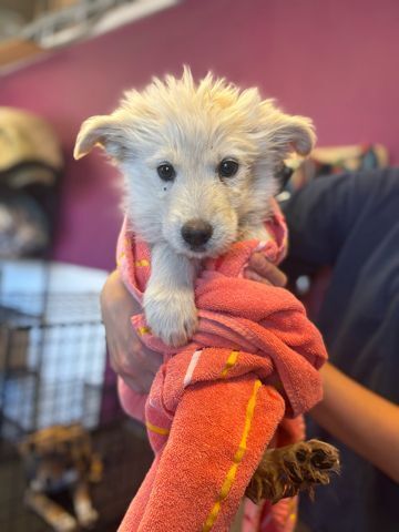 PP- Casper/ Blue Bird, an adoptable Shepherd in Page, AZ, 86040 | Photo Image 2