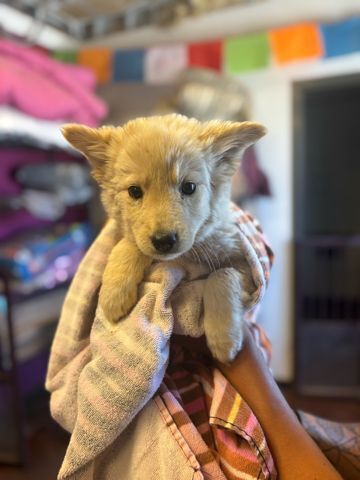 PP- Wendy/ Dolly, an adoptable Shepherd in Page, AZ, 86040 | Photo Image 2
