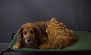 Leo, an adoptable Mixed Breed in Page, AZ, 86040 | Photo Image 1