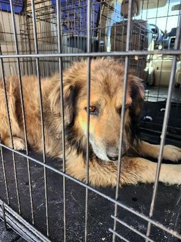 Leo, an adoptable Mixed Breed in Page, AZ, 86040 | Photo Image 2