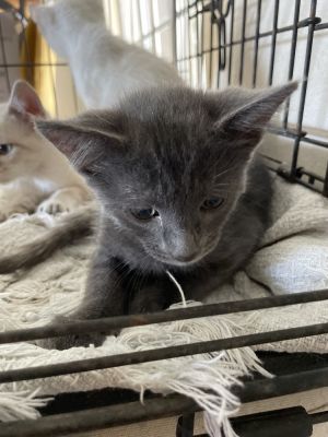 Blue, Baby Male Domestic Short Hair
