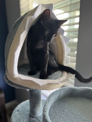 Harley, Adult Male Domestic Short Hair