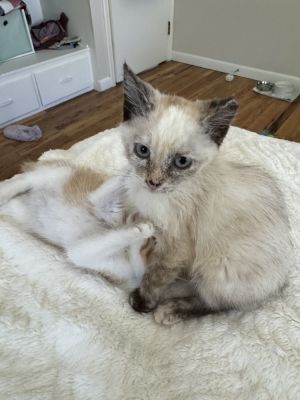 Marshmallow, Baby Female Domestic Short Hair