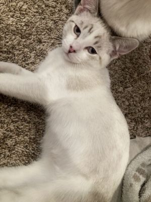 Milo, Baby Male Siamese