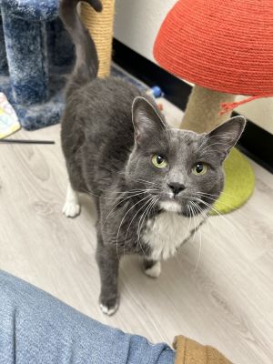 Snooki, Adult Female Domestic Medium Hair
