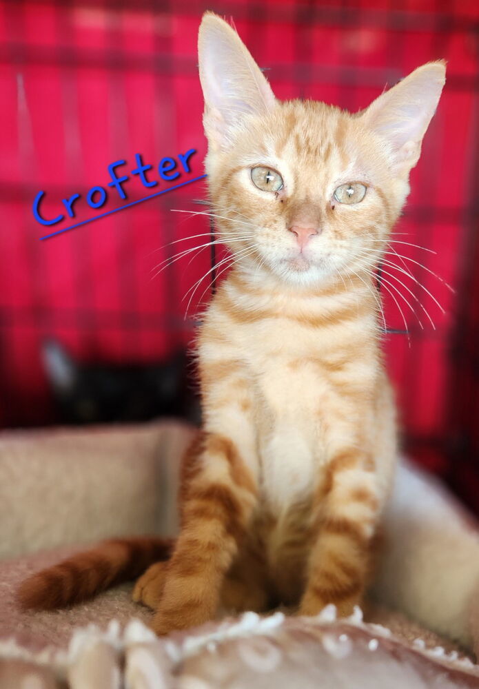Crofter 2171