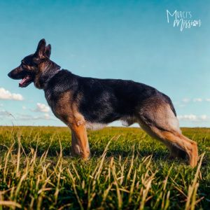 Deacon Jim is a large and handsome German Shepherd dog with an estimated birthdate of 11052022 He