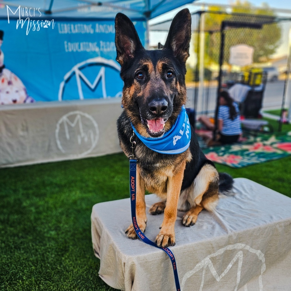 Deacon Jim, an adoptable German Shepherd Dog in Spokane , WA, 99209 | Photo Image 1