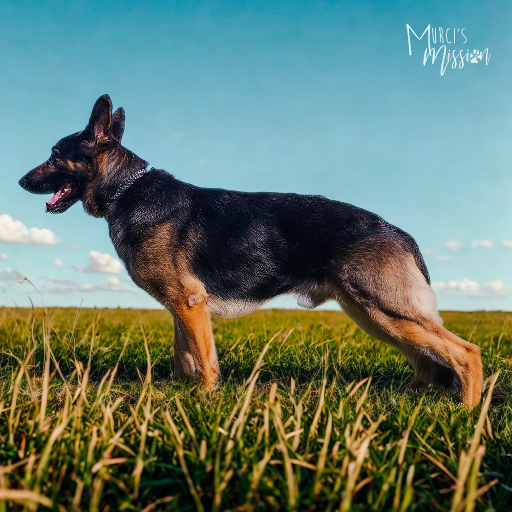 Deacon Jim, an adoptable German Shepherd Dog in Spokane , WA, 99209 | Photo Image 3
