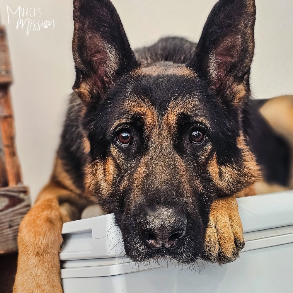 Deacon Jim, an adoptable German Shepherd Dog in Spokane , WA, 99209 | Photo Image 5