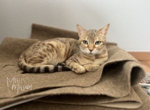 Audrey is a special needs cat searching for her forever family Audrey is a very loving and friendly