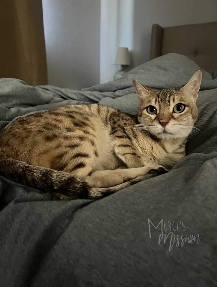 Audrey Special Needs, an adoptable Bengal in Spokane , WA, 99209 | Photo Image 2