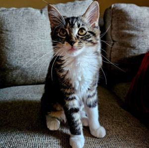 Alanis, Baby Female Domestic Short Hair