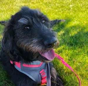 Photo of Belle (bonded with Spirit)