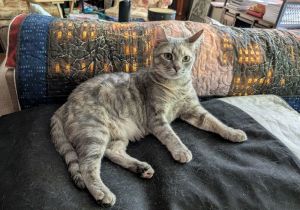 Lilac, Adult Female unknown