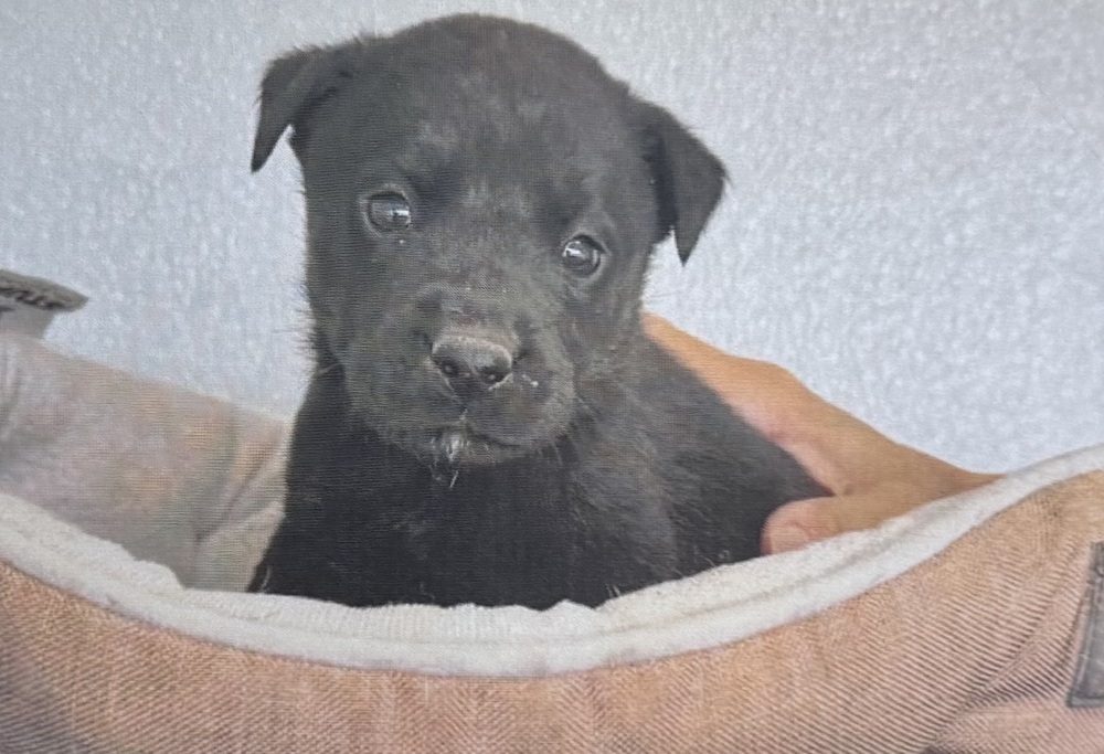 Pitch (Elsie pup #3)