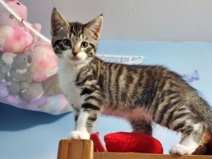 Donut, Baby Male Domestic Short Hair