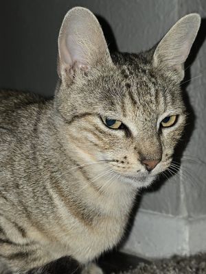 Pokie, Adult Female unknown