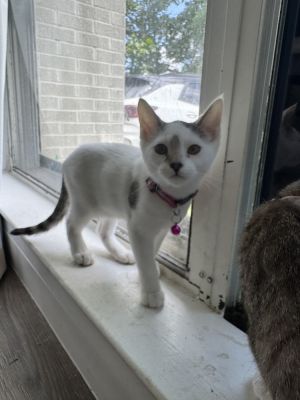Rachel, Baby Female Tabby