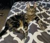 Bosco Baggins photo 1