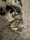 Bosco Baggins photo 2