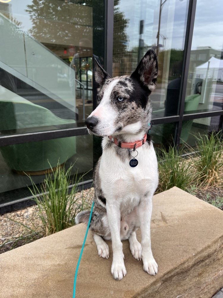 Koda