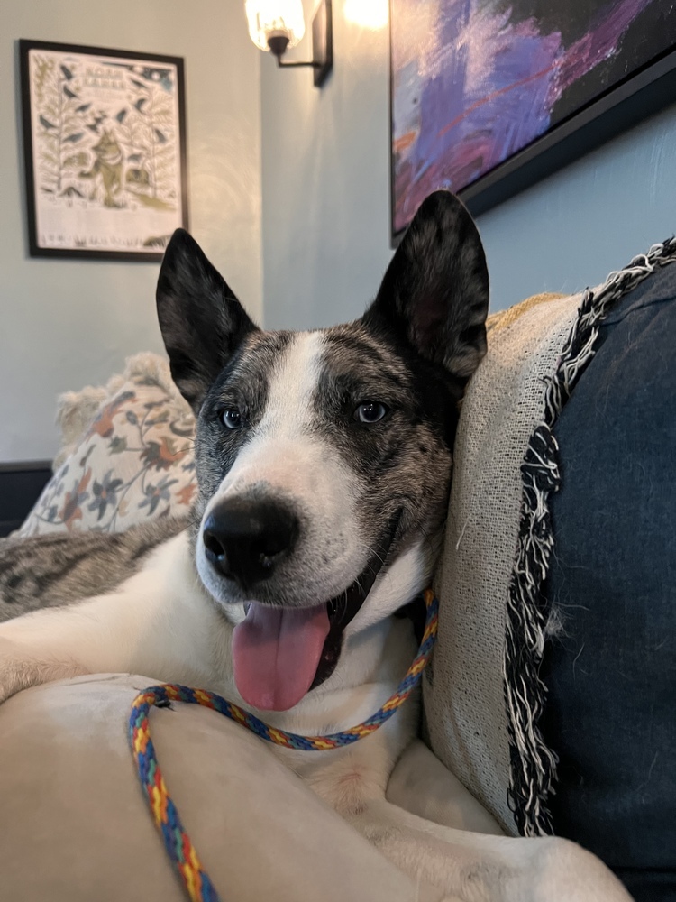Koda