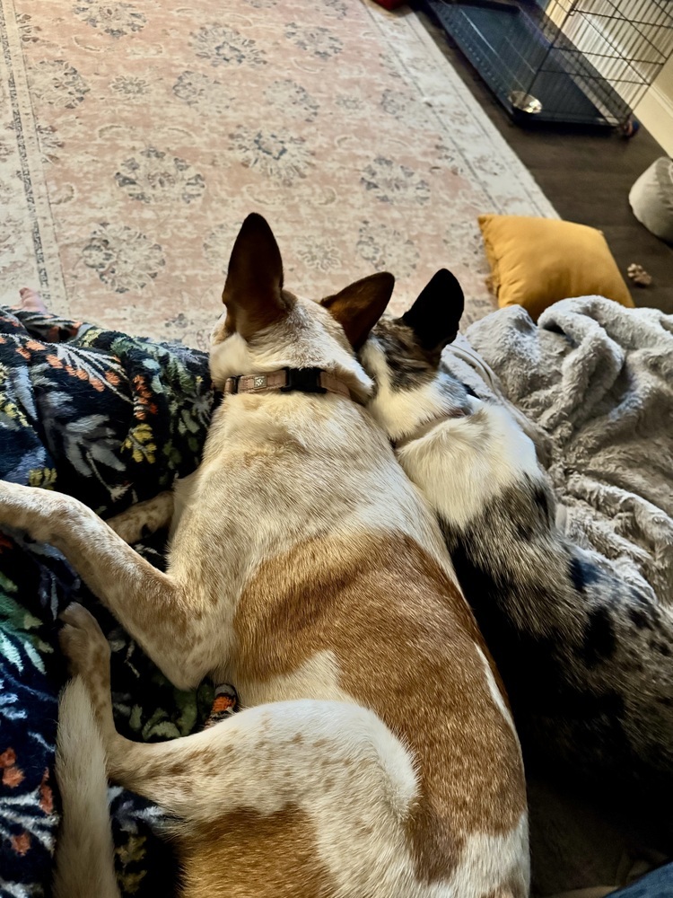 Koda