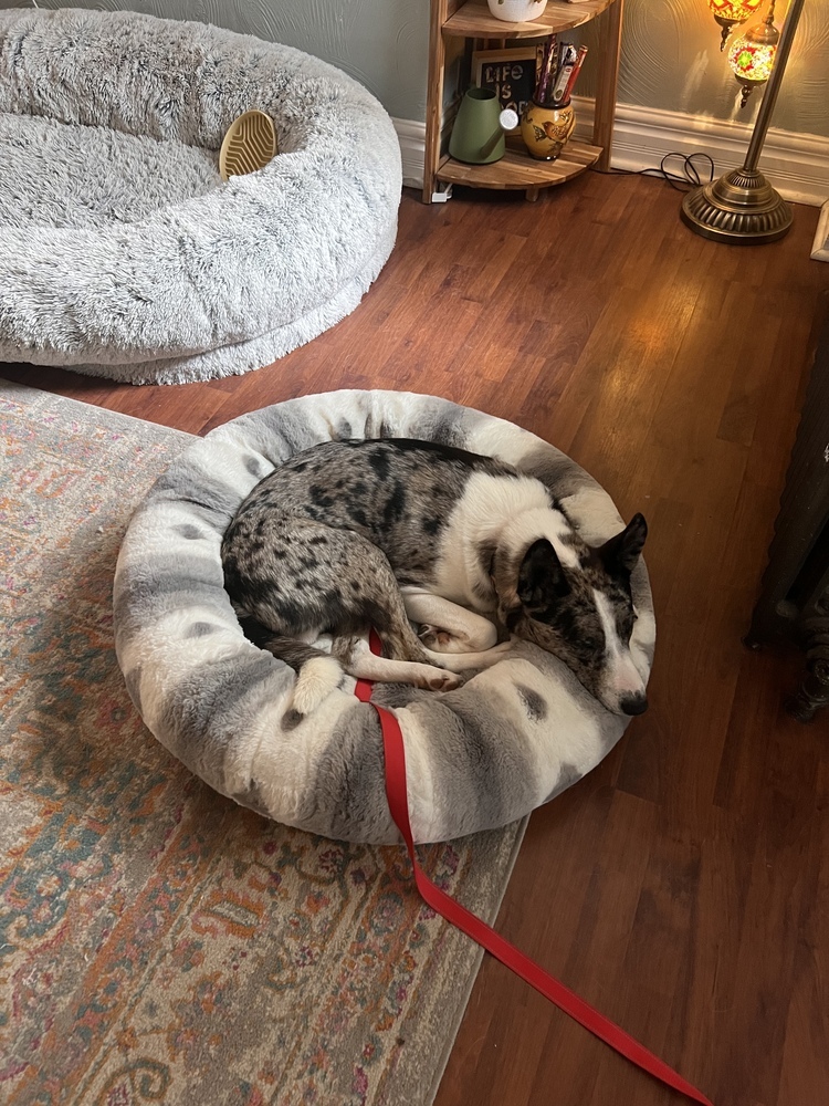 Koda