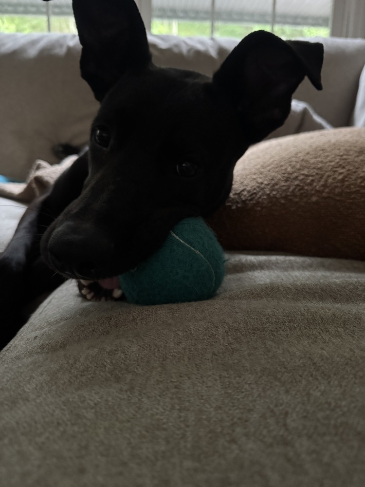 Vader