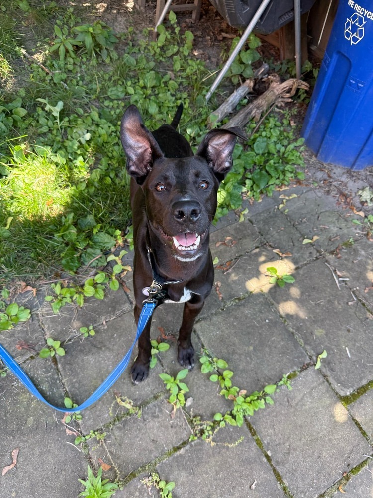 Vader