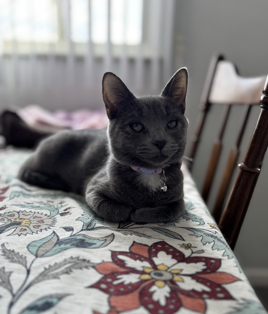 Frenchie