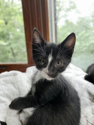 Harrison 5 : Sam, Baby Male Domestic Short Hair