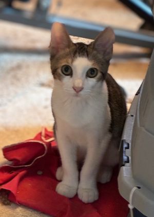 Bashful Bunny, Baby Female Domestic Short Hair