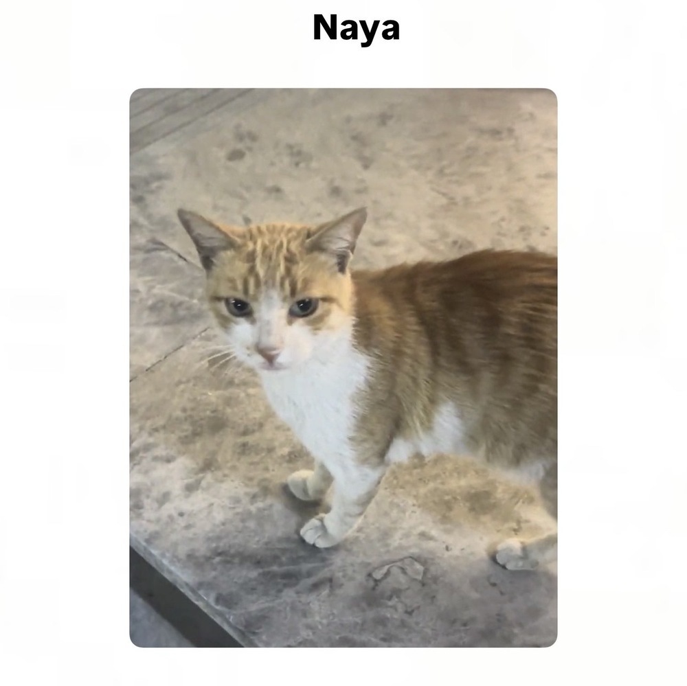 Naya