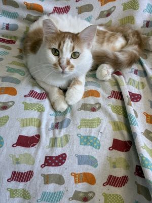 Honey Cheeks, Young Female Siberian