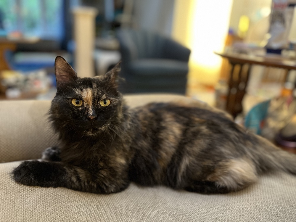 Precious, an adoptable Persian, Domestic Long Hair in Randolph, MA, 02368 | Photo Image 1