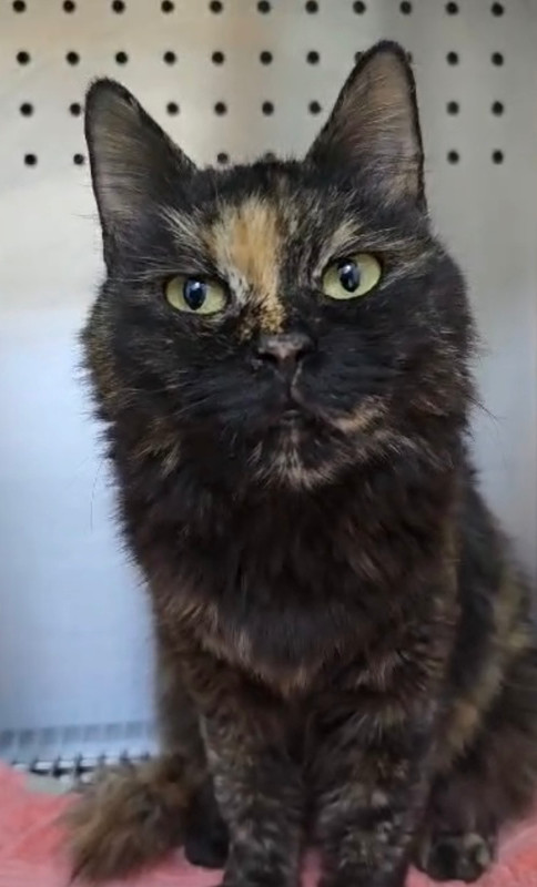 Precious, an adoptable Persian, Domestic Long Hair in Randolph, MA, 02368 | Photo Image 3