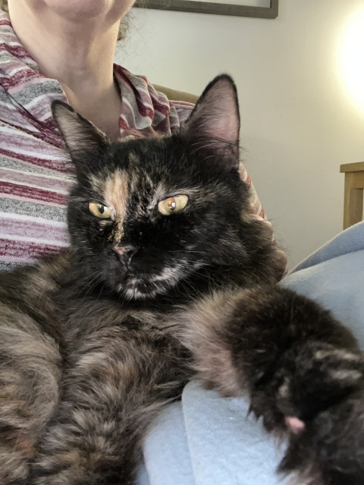 Precious, an adoptable Persian, Domestic Long Hair in Randolph, MA, 02368 | Photo Image 4