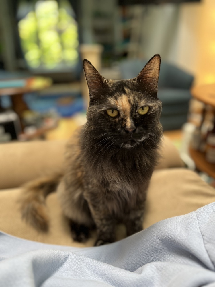 Precious, an adoptable Persian, Domestic Long Hair in Randolph, MA, 02368 | Photo Image 5