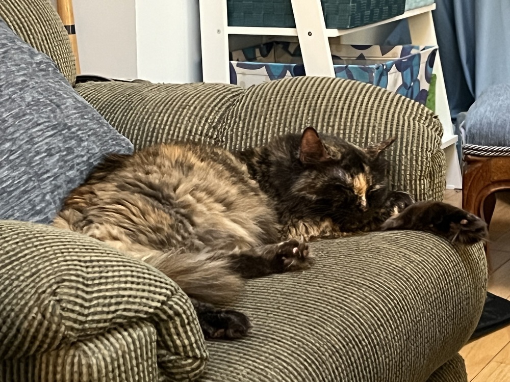 Precious, an adoptable Persian, Domestic Long Hair in Randolph, MA, 02368 | Photo Image 6