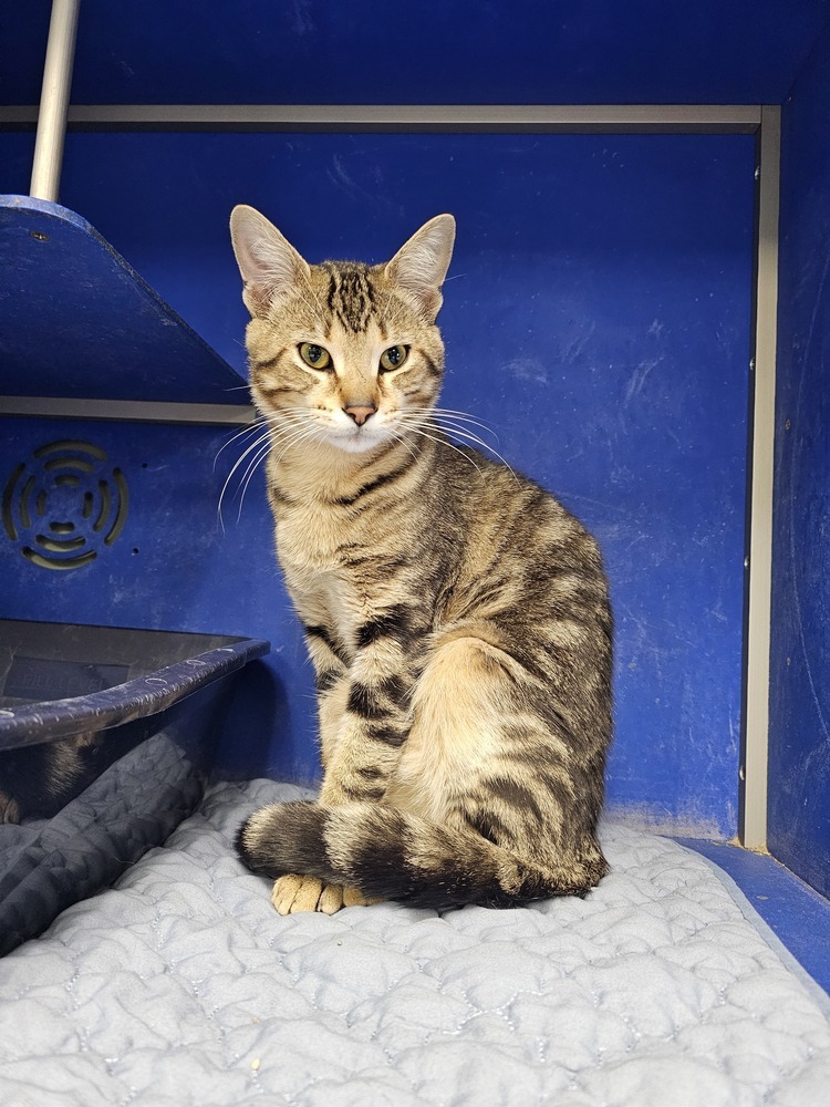 Critter, an adoptable Domestic Short Hair in Houghton, MI, 49931 | Photo Image 1